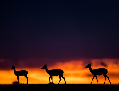impala mara sunset