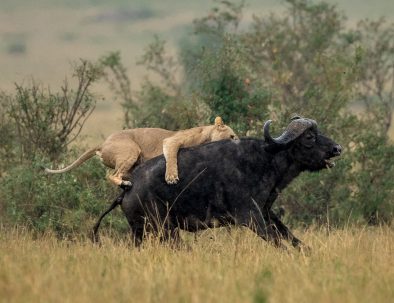 lion hunting buffalo masai mara