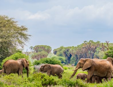 Elephants Samburu unsplash