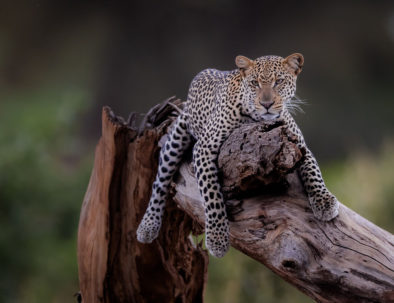 Leopard tree samburu