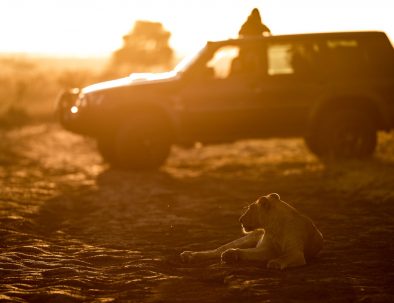 Lion and car and sun