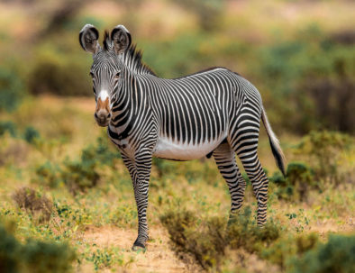 Zebra samburu