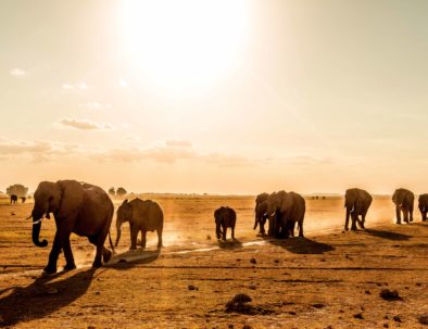 Amboseli elephants dust