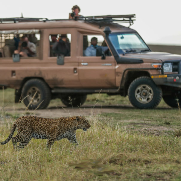 Copy of Leopard and car mara