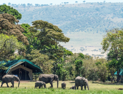 Mara tents elephants 1000 x 500