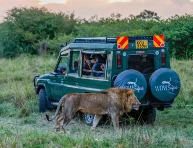 WOW Safaris Vehicle and Lion original (Large)